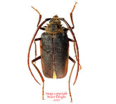 Acalodegma servillei (Chile)